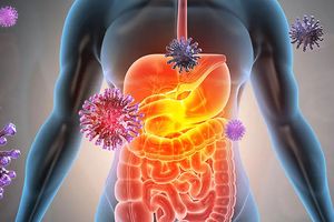 Здоровье кишечника – роль микробиоты в формировании ожирения, диабета, ревматоидного артрита, хашимото и других аутоиммунных заболеваний