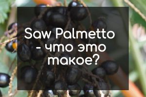 Saw Palmetto – що це таке?